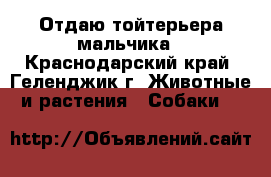 Отдаю тойтерьера мальчика - Краснодарский край, Геленджик г. Животные и растения » Собаки   